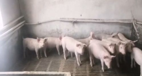 畜牧部門多措并舉應對暴雪 備足飼料、強化防寒，保障畜牧漁業(yè)平穩(wěn)運行