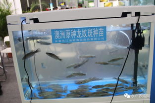 合肥漁博會盛況空前 近500家企業齊聚，亮點紛呈引領行業未來